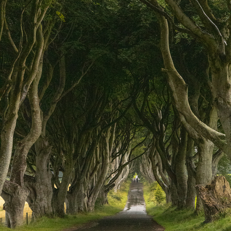 The Dark Hedges