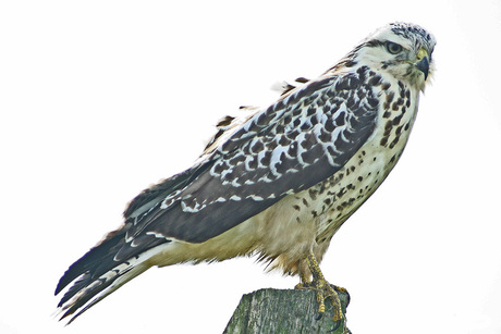 Buizerd (witte vorm)