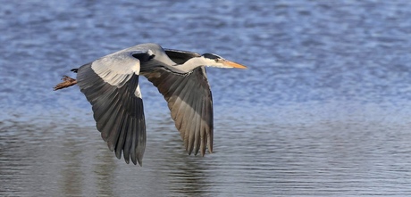 Blauwe Reiger