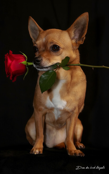 Onze chihuahua lola 