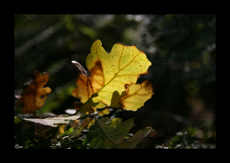 Herfstblad