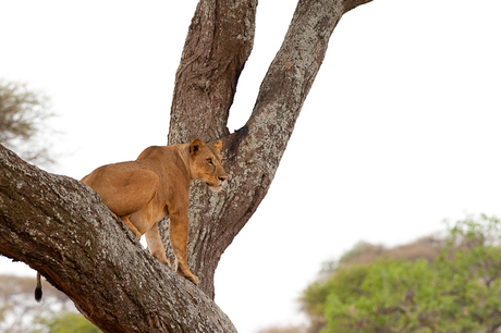 Lion tree