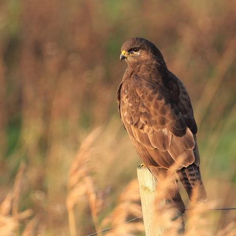 Buizerd