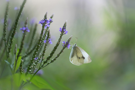 In het centrum van Roermond