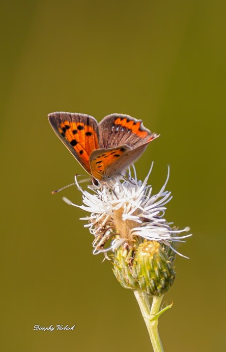 Kleine vuurvlinder 