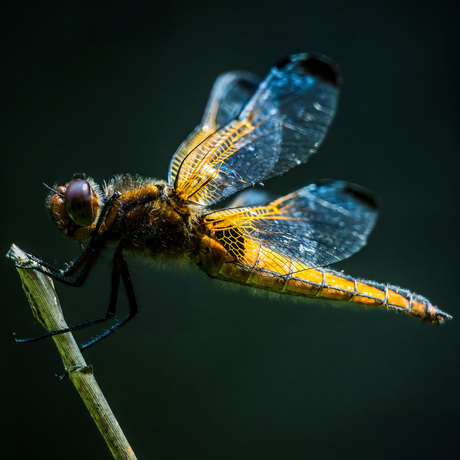 Dragonfly 