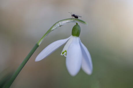 Sneeuwklokje
