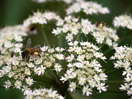 Bijen aan het werk