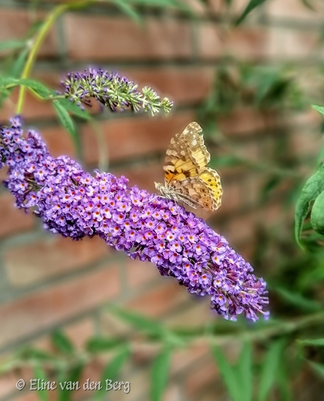 Vlinder op een vlinderstruik