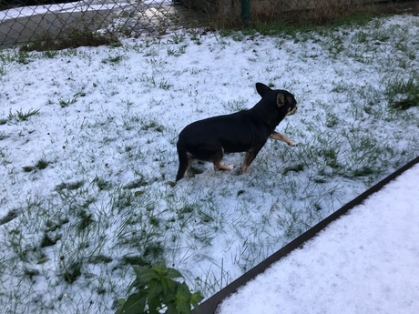 stapje in de witte natuur