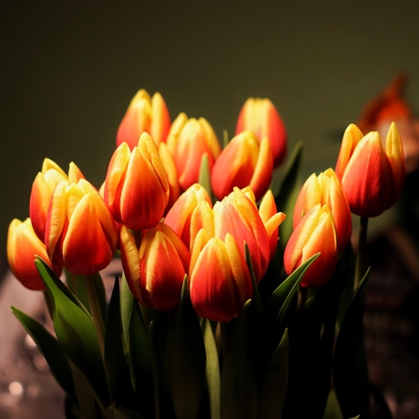 Tulpen 