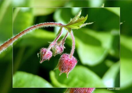 in de tuin