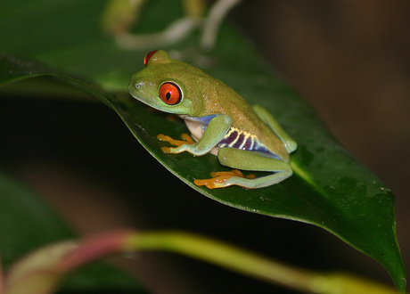 Agalychnis callidryas