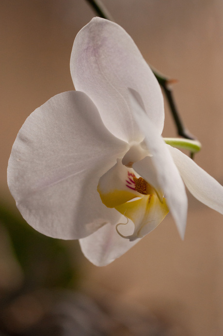 orchidee_nb_13102013.jpg