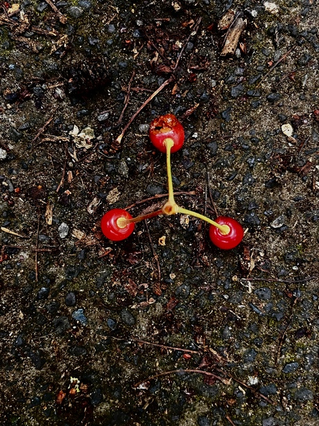 Verbonden….