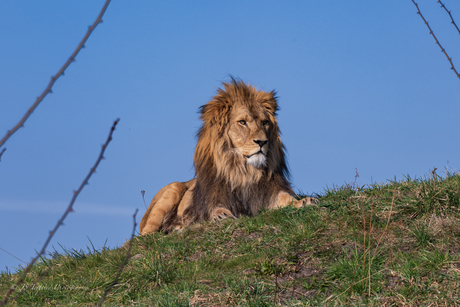 Lion King