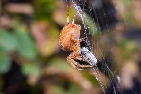 The Itsy Bitsy Spider