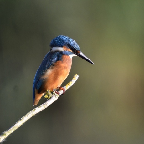 Ijsvogel