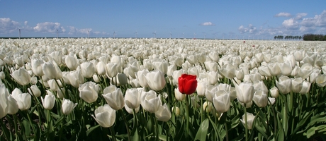 Windmolens, tulpen en een tulp!