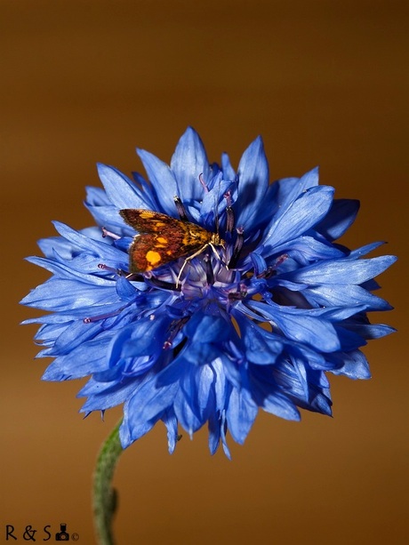 Muntvlindertje op een Korenbloem