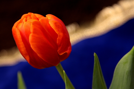 tulp