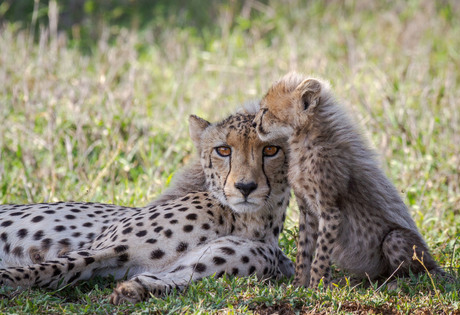 Beschermende cheetah moeder