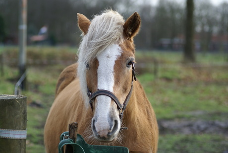 Haflinger