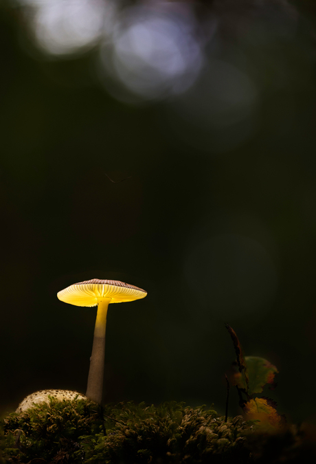 Glowing mushroom