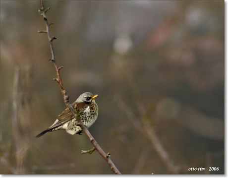 Kramsvogel