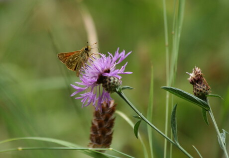 insect op bloem