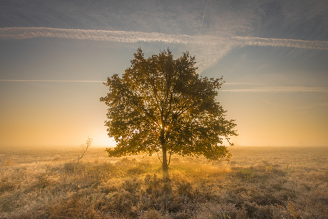 Houtdorperveld-1