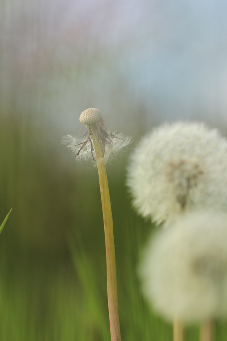 pluizig einde