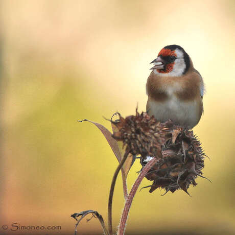 Putter op zonnebloem