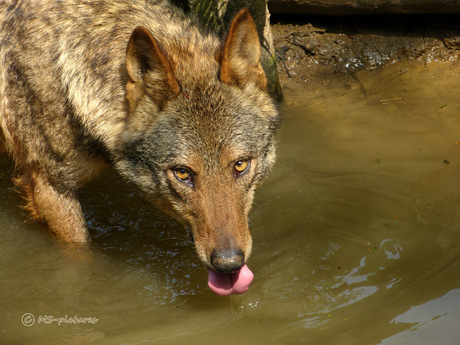 Iberische wolf