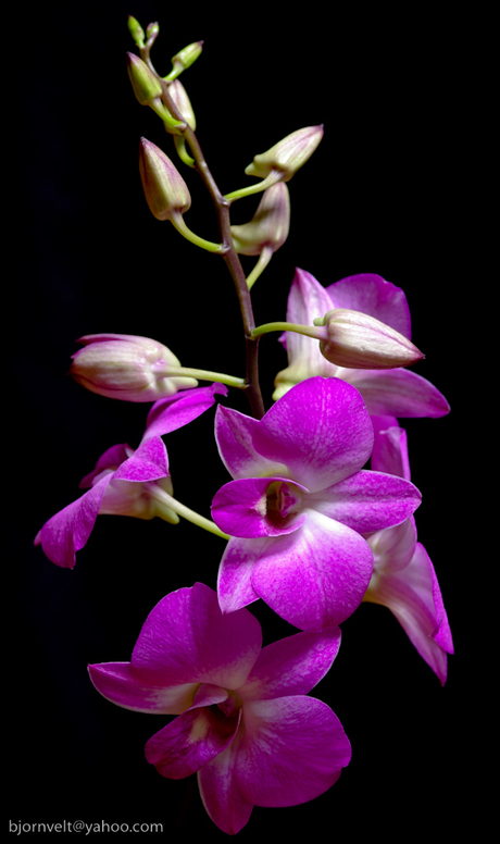 orchideeën