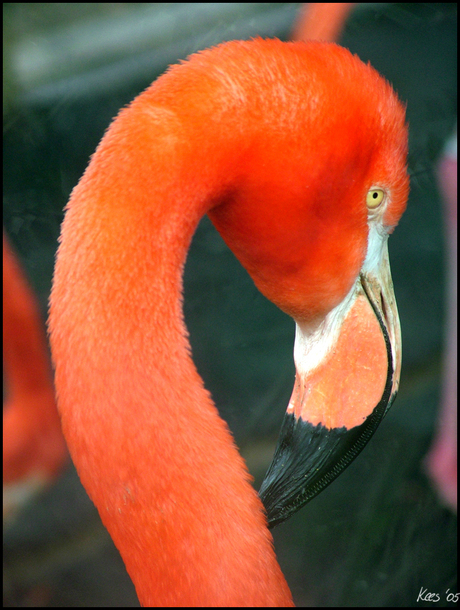Flamingo