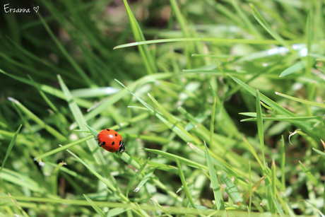 Lieveheersbeesje