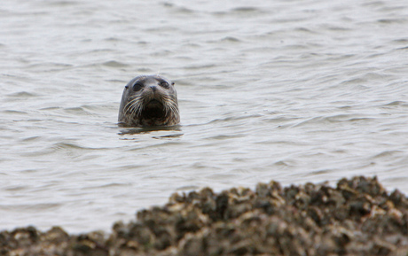 Gewone Zeehond