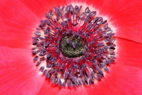 anemone