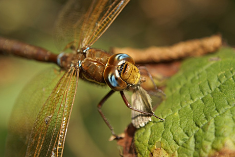 t,is de Natuur