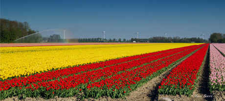 Dutch landscape colors; flat, flowers, windmills