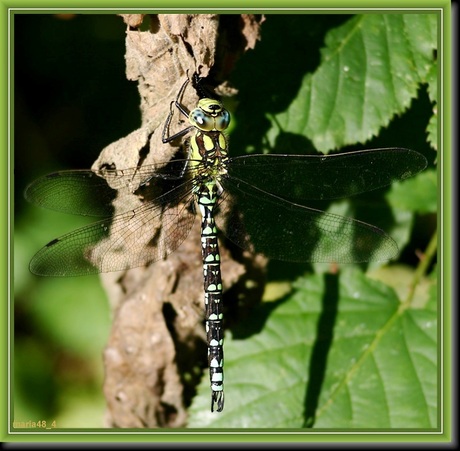 Aeshna cyanea man