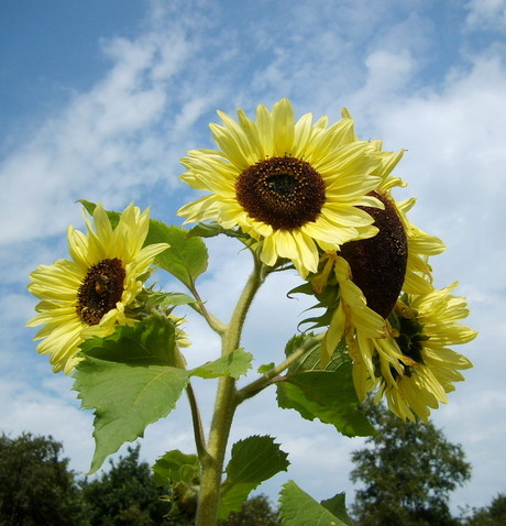 Zonnebloemen