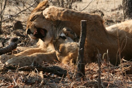 Leeuwen in Zimbabwe