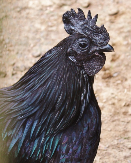 De zwarte kip in barneveld,was op eitjes....... - foto van moniquep71 - Dieren - Zoom.nl