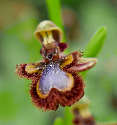 Ophrys speculum