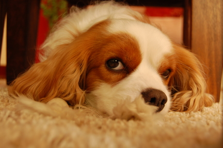 Murphy