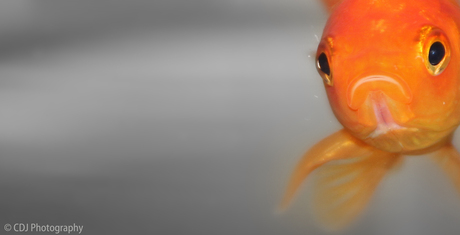 Mr. Goldfish..