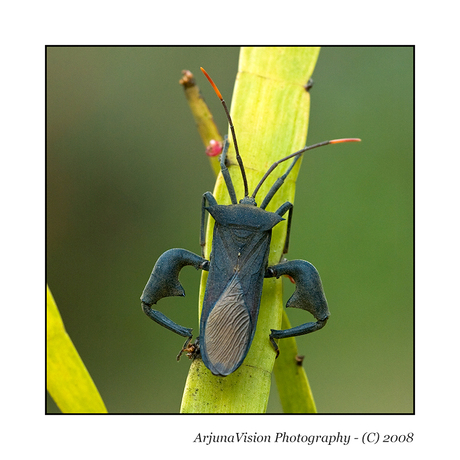 Acanthocephala terminalis