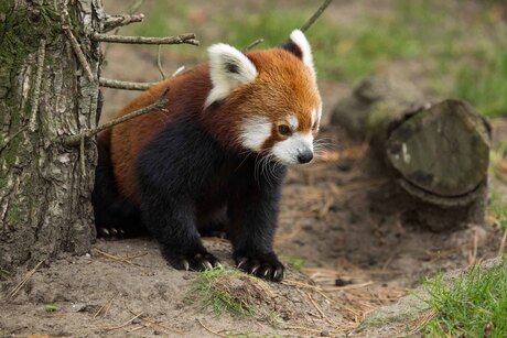Kleine rode panda